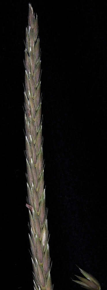Flora of Eastern Washington Image: Psathyrostachys juncea