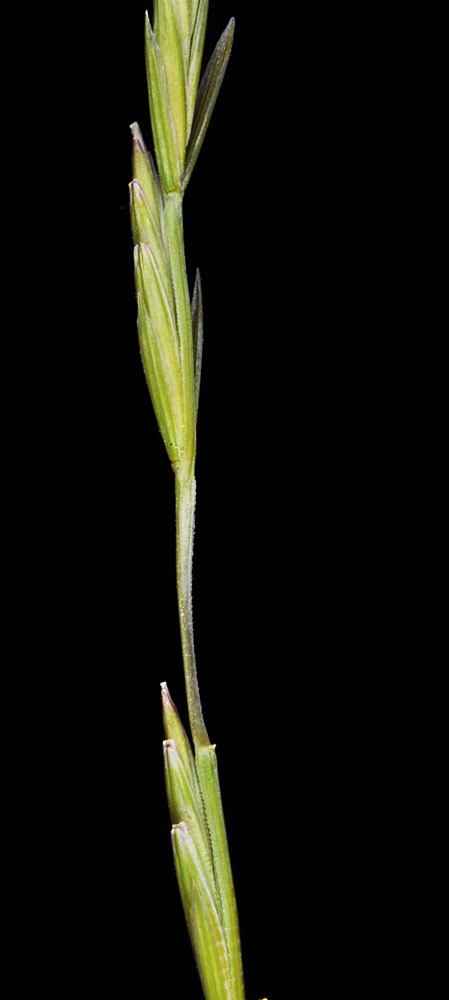 Flora of Eastern Washington Image: Pseudoroegneria spicata