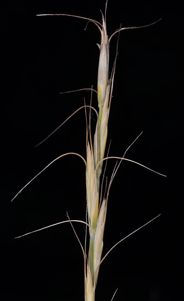 Flora of Eastern Washington Image: Pseudoroegneria spicata
