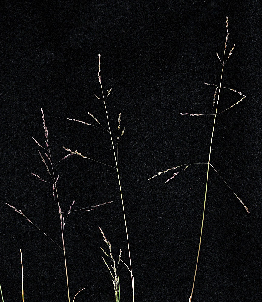 Flora of Eastern Washington Image: Puccinellia distans