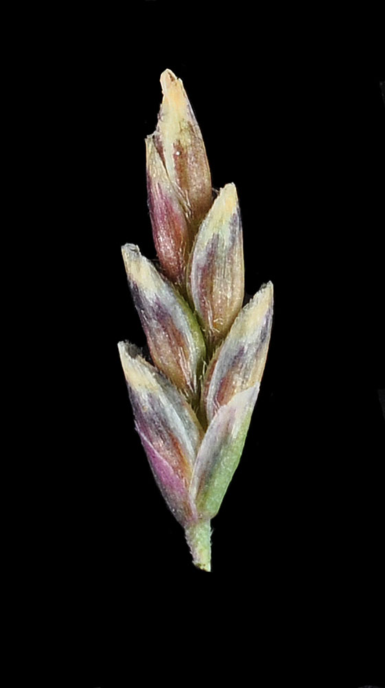 Flora of Eastern Washington Image: Puccinellia distans