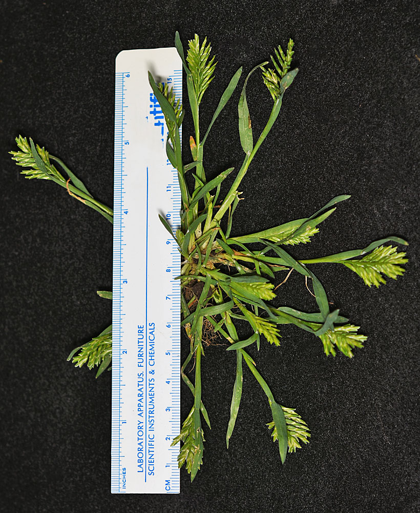 Flora of Eastern Washington Image: Sclerochloa dura