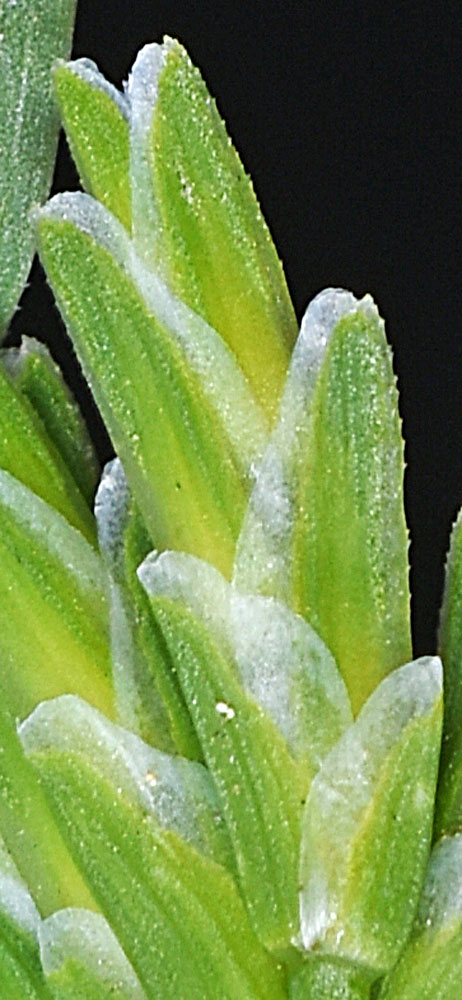 Flora of Eastern Washington Image: Sclerochloa dura