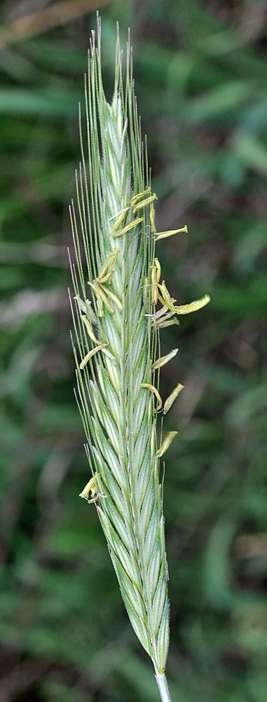 Flora of Eastern Washington Image: Secale cereale