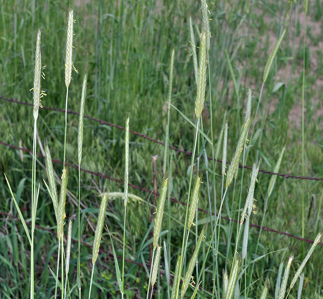 Flora of Eastern Washington Image: Secale cereale