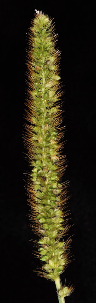 Flora of Eastern Washington Image: Setaria pumila