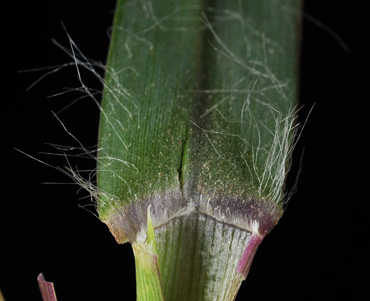Flora of Eastern Washington Image: Setaria pumila