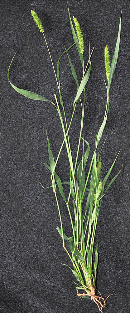 Flora of Eastern Washington Image: Setaria viridis