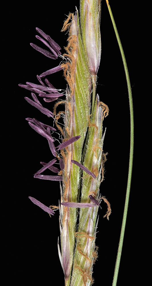 Flora of Eastern Washington Image: Spartina gracilis