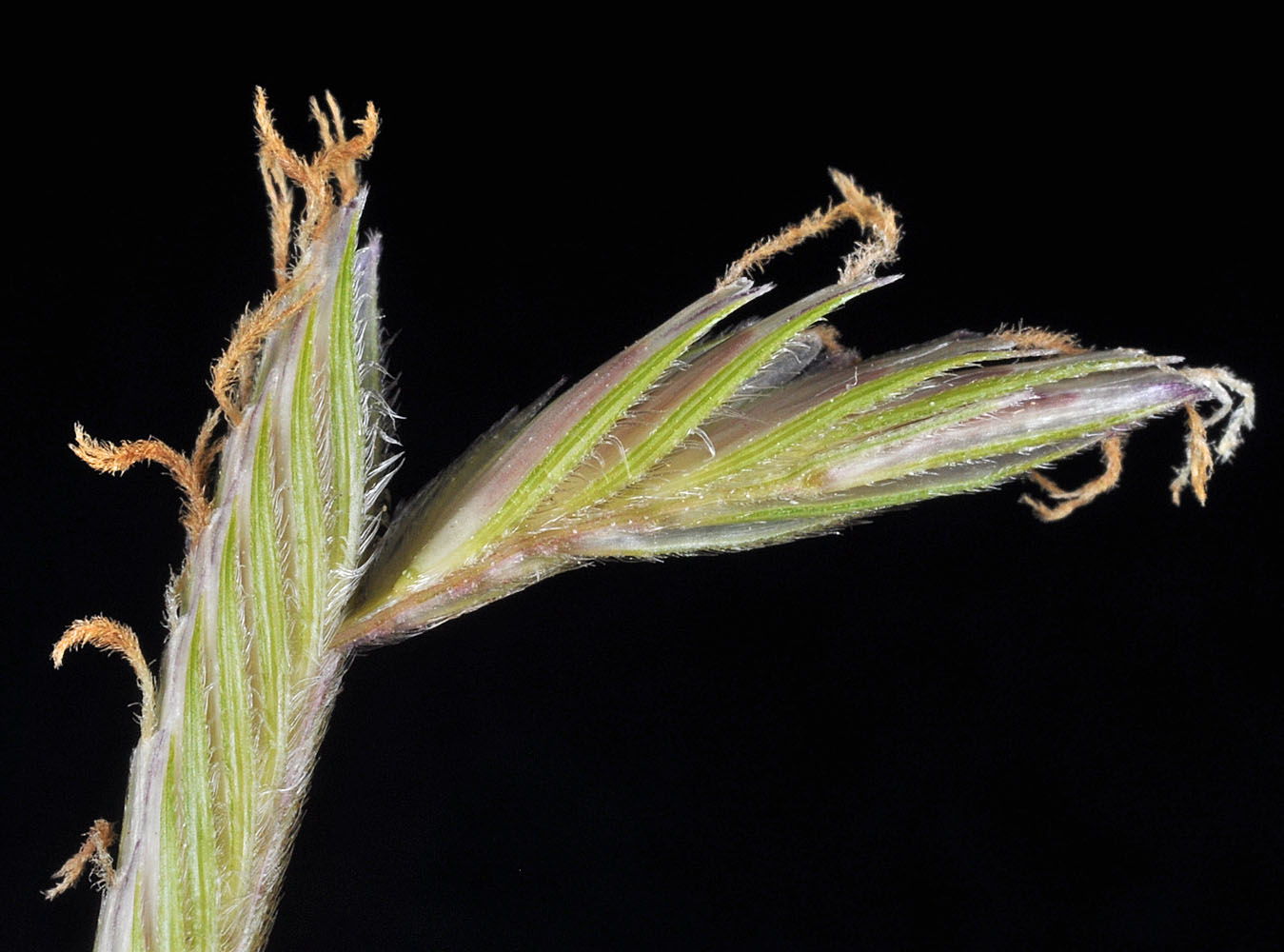Flora of Eastern Washington Image: Spartina gracilis