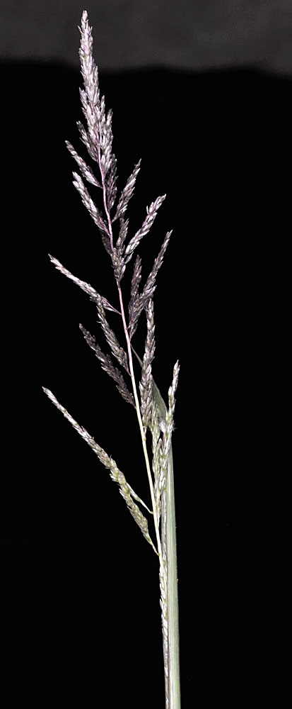 Flora of Eastern Washington Image: Sporobolus cryptandrus