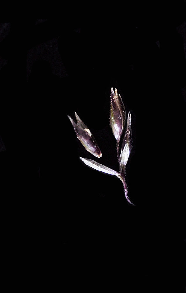 Flora of Eastern Washington Image: Sporobolus cryptandrus