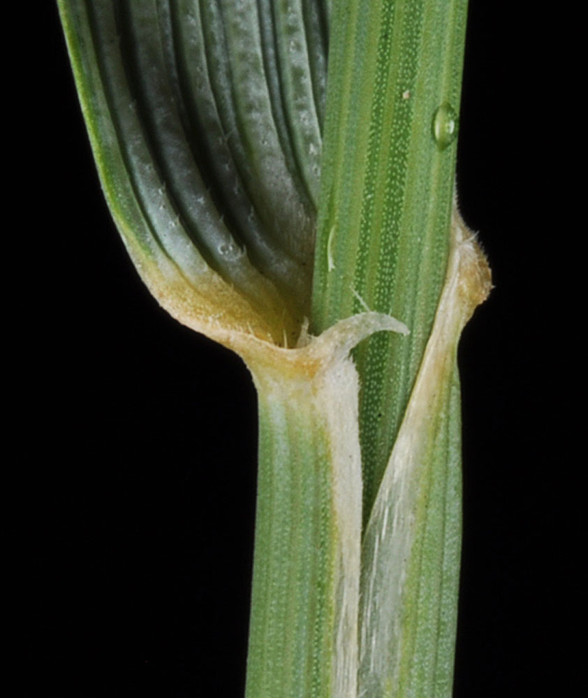 Flora of Eastern Washington Image: Thinopyrum ponticum