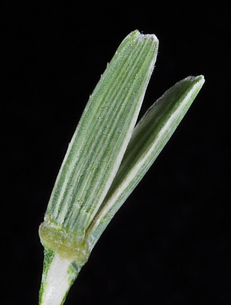 Flora of Eastern Washington Image: Thinopyrum ponticum