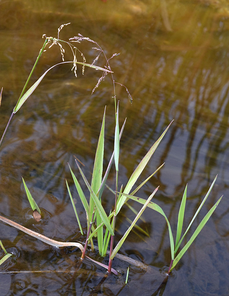 Flora of Eastern Washington Image: Torreyochloa pallida