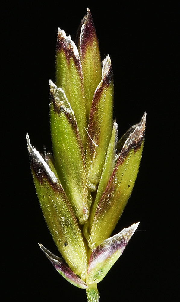 Flora of Eastern Washington Image: Torreyochloa pallida