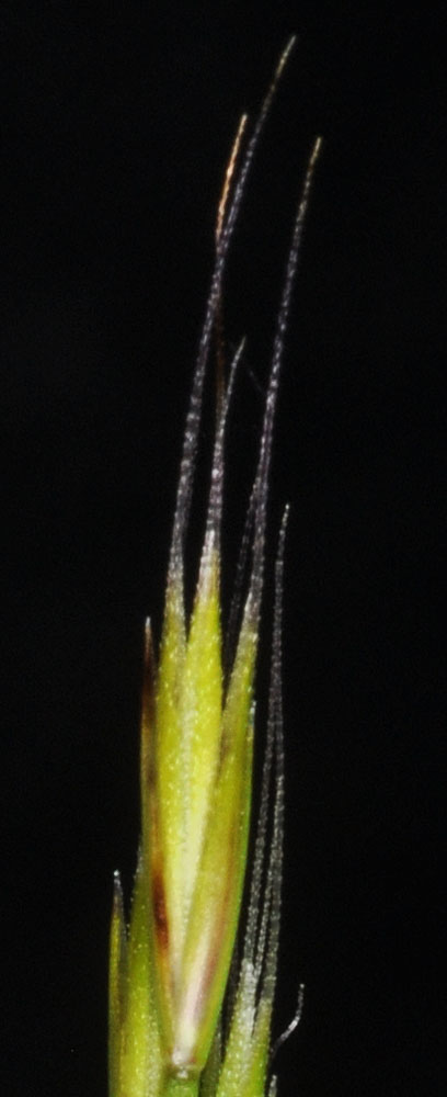 Flora of Eastern Washington Image: Vulpia bromoides