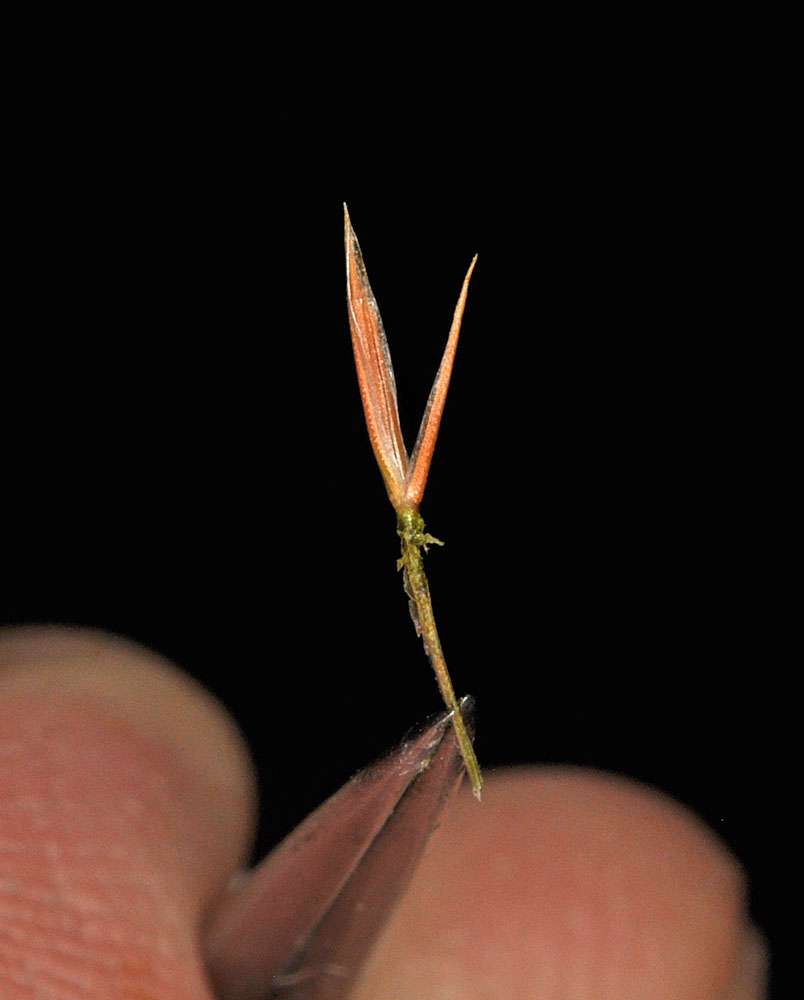 Flora of Eastern Washington Image: Vulpia microstachys
