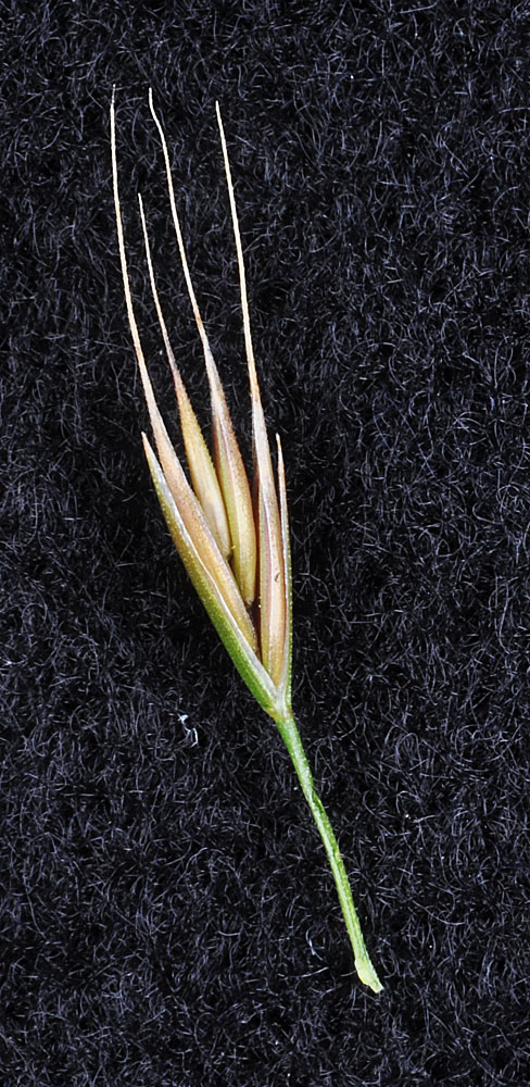 Flora of Eastern Washington Image: Vulpia microstachys