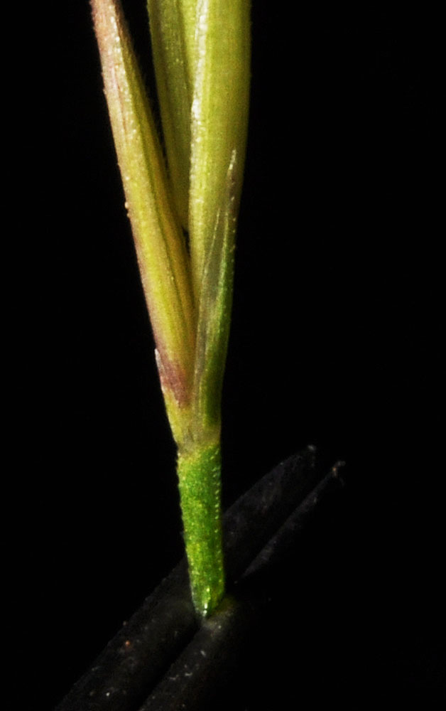 Flora of Eastern Washington Image: Vulpia myuros