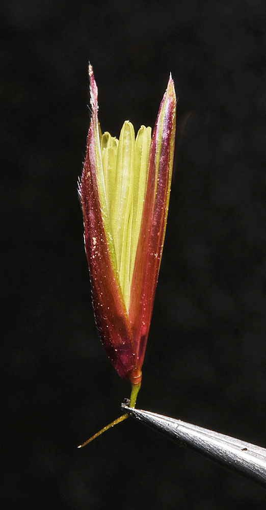 Flora of Eastern Washington Image: Zizania palustris