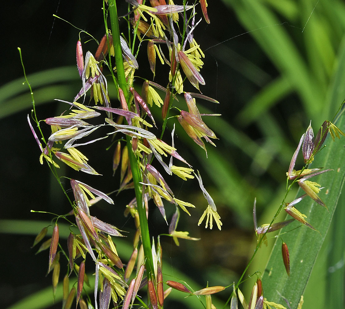 Flora of Eastern Washington Image: Zizania palustris