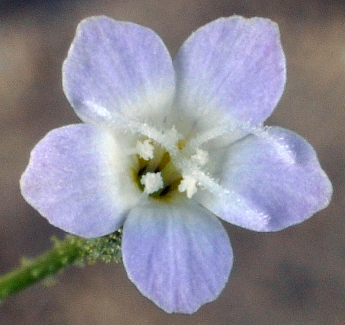 Flora of Eastern Washington Image: Gilia sinuata