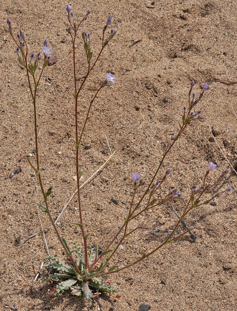 Flora of Eastern Washington Image: Gilia sinuata