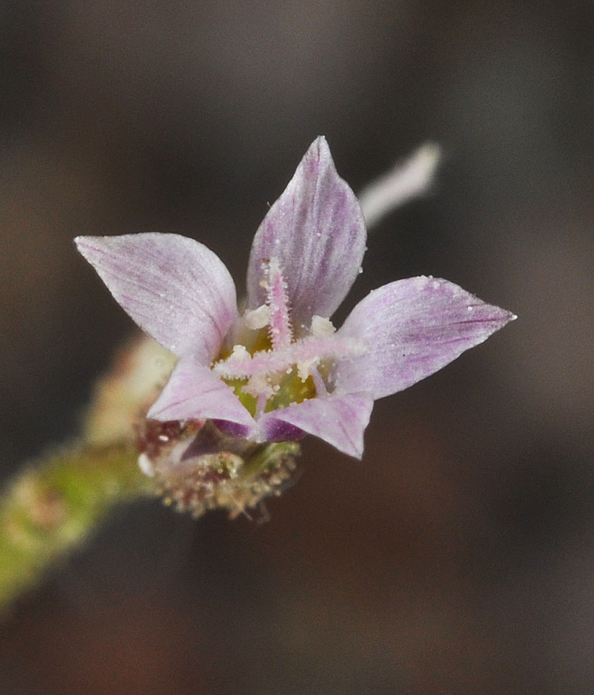 Flora of Eastern Washington Image: Aliciella lottiae