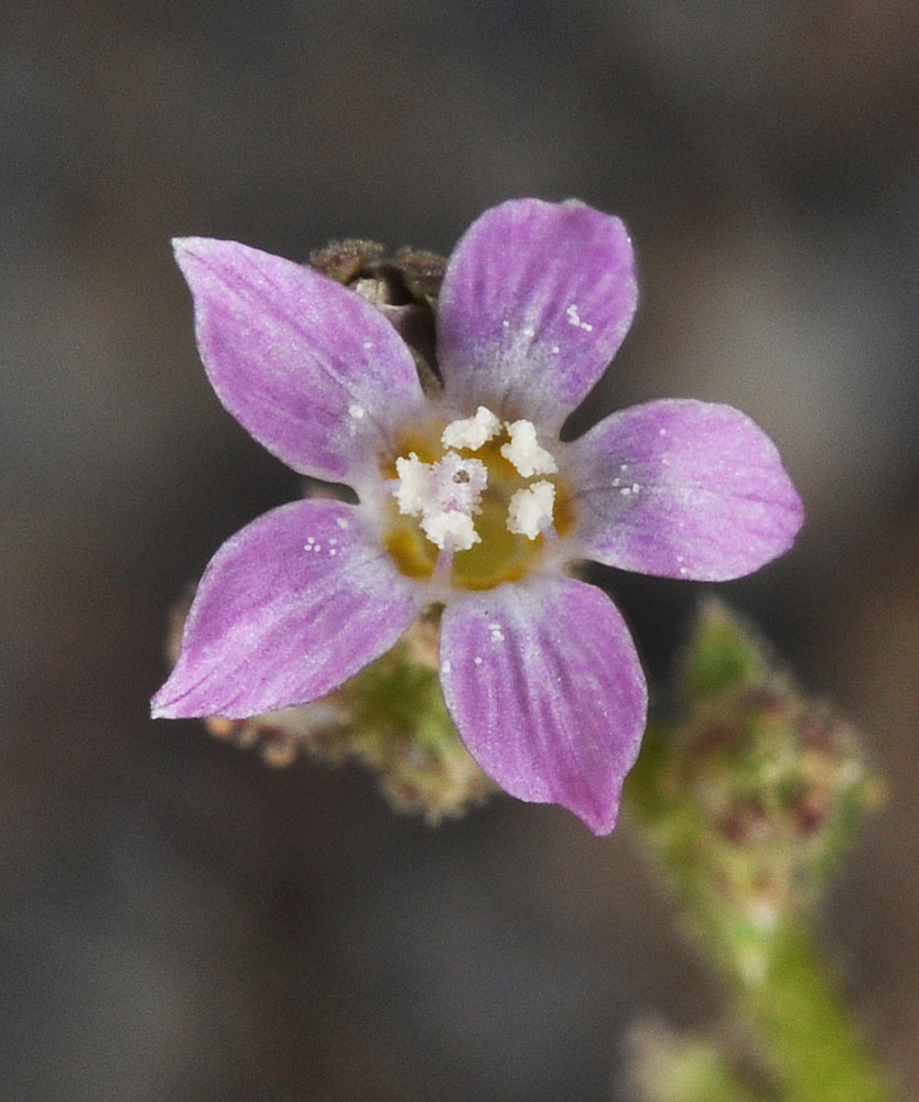 Flora of Eastern Washington Image: Aliciella lottiae