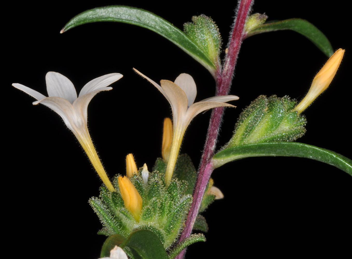 Flora of Eastern Washington Image: Collomia grandiflora