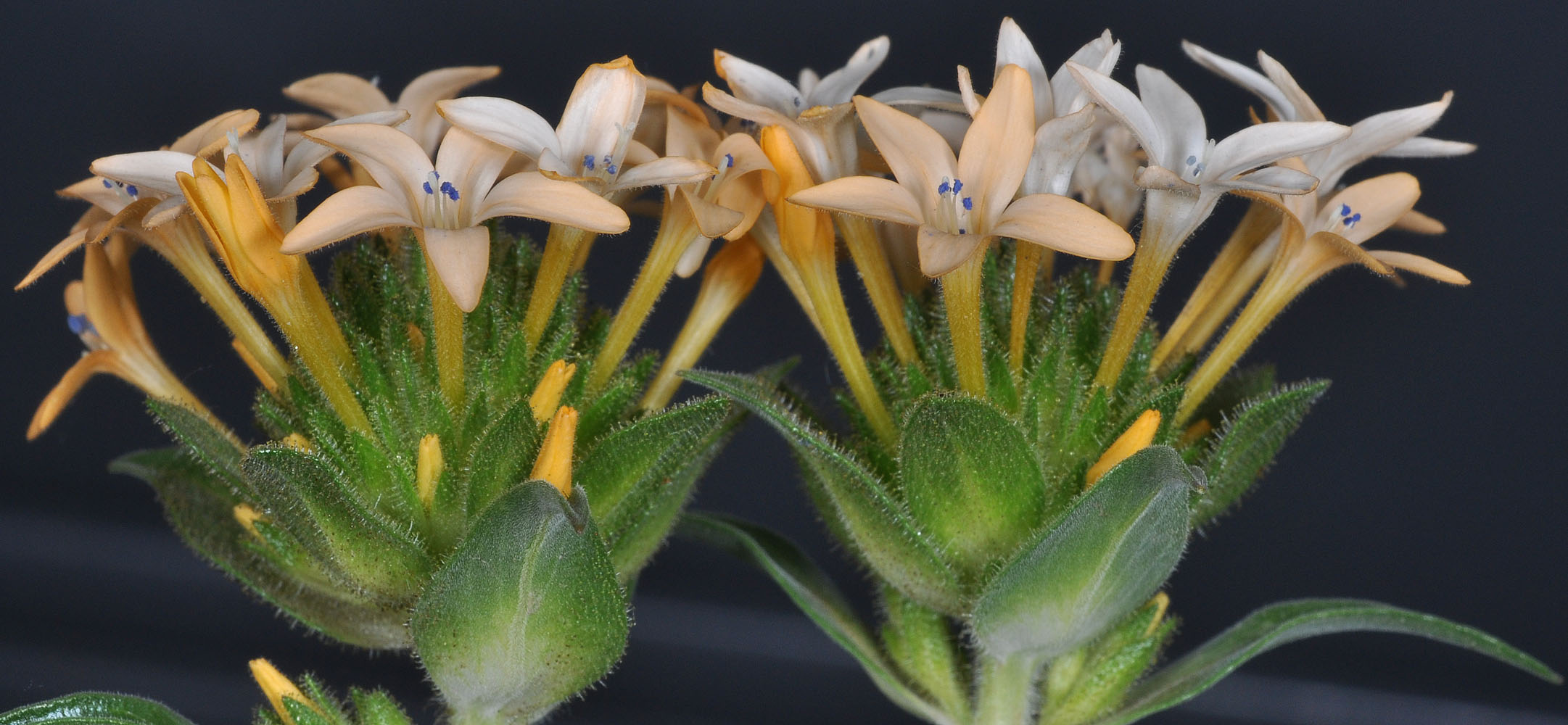 Flora of Eastern Washington Image: Collomia grandiflora