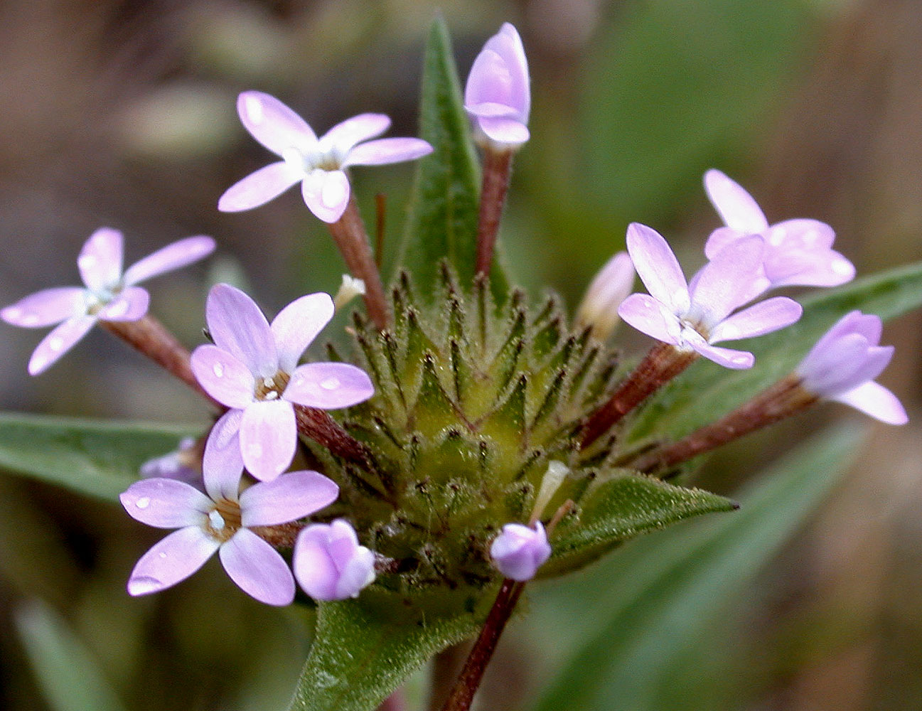 Flora of Eastern Washington Image: Collomia linearis