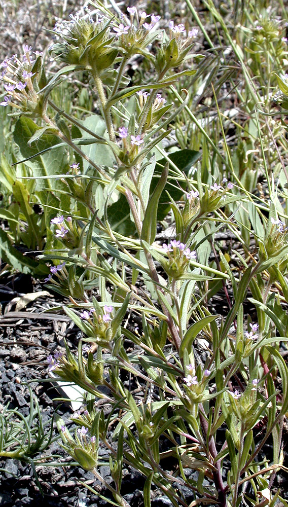 Flora of Eastern Washington Image: Collomia linearis
