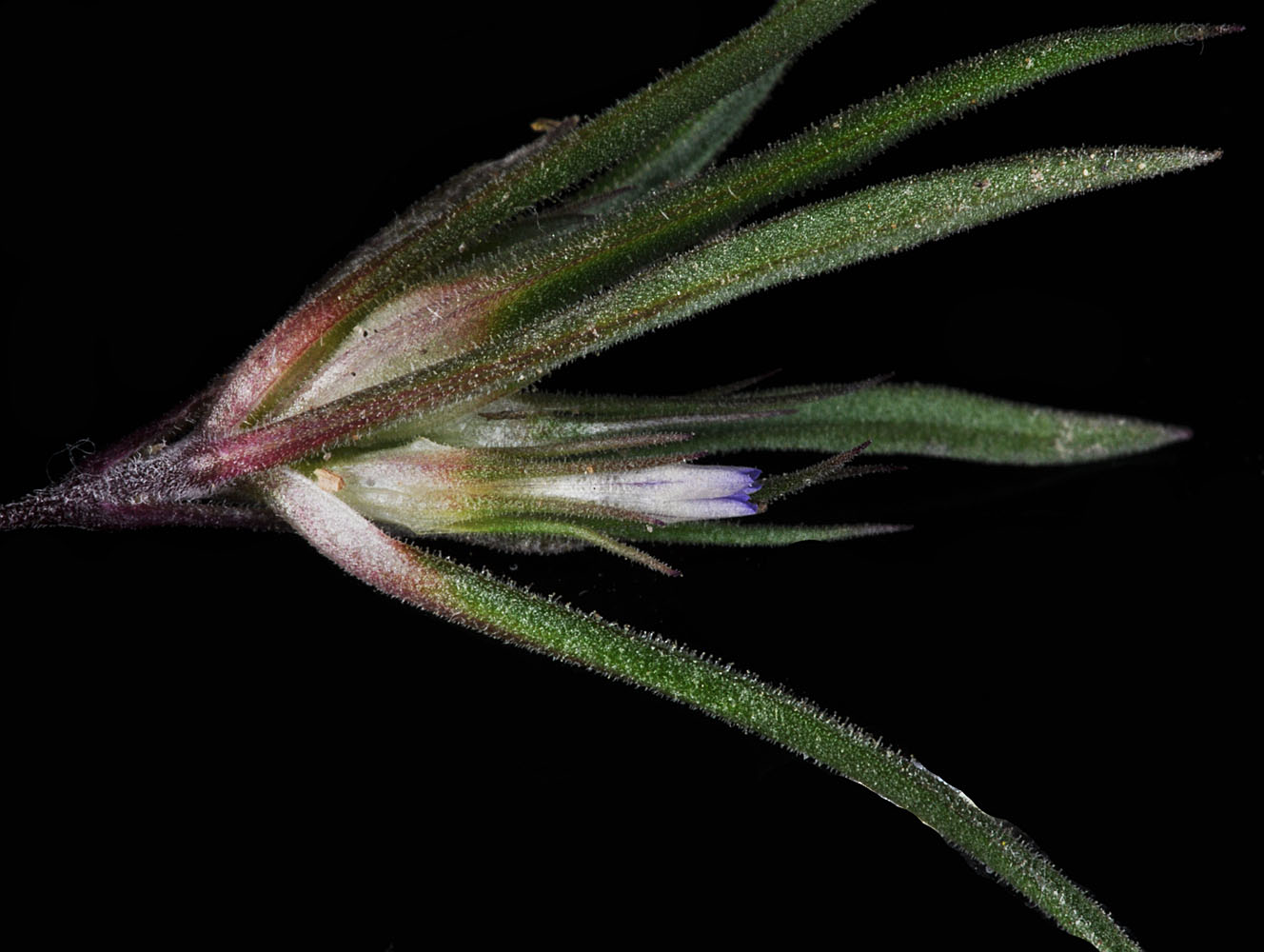 Flora of Eastern Washington Image: Collomia macrocalyx