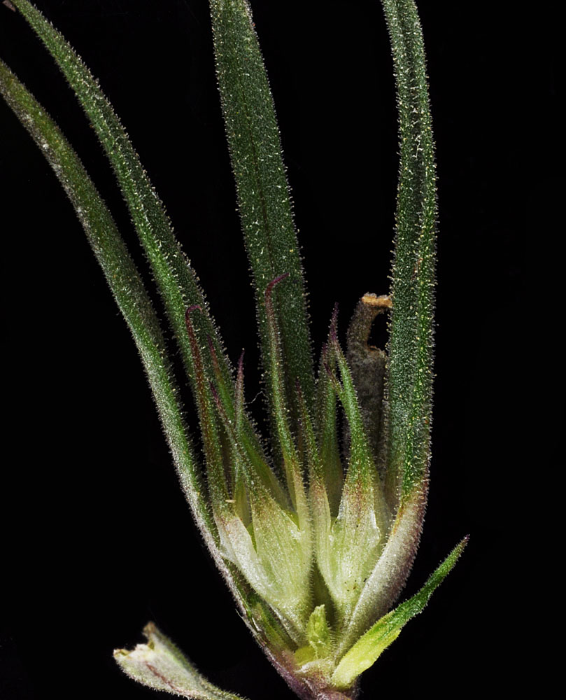 Flora of Eastern Washington Image: Collomia macrocalyx