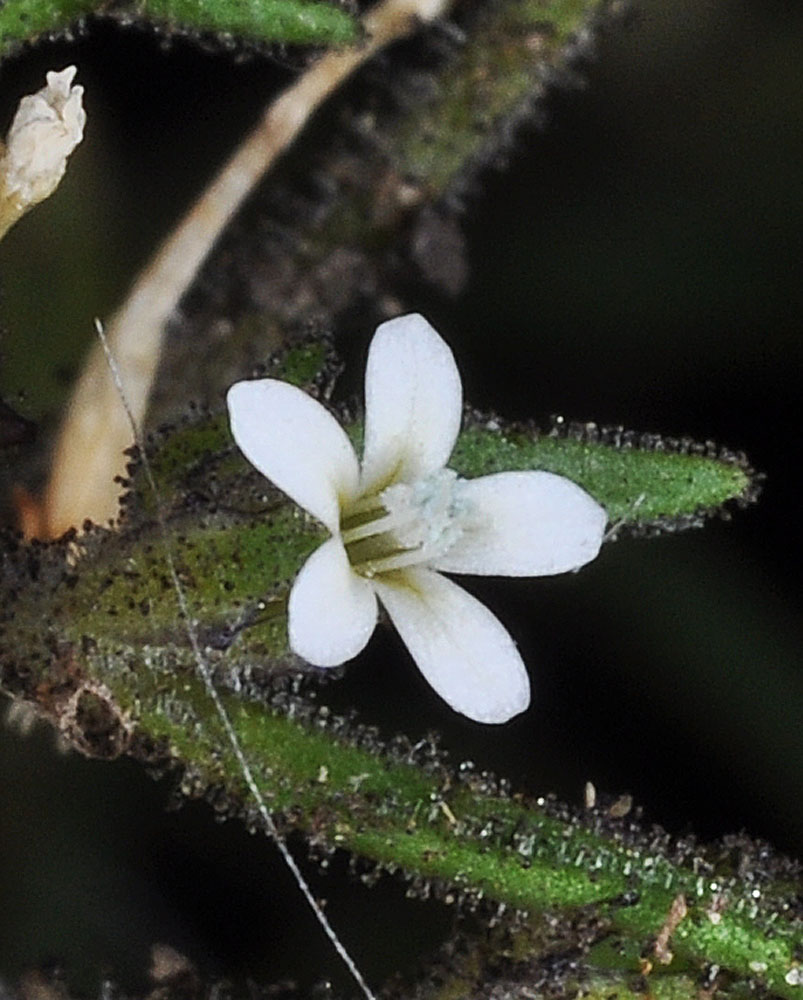 Flora of Eastern Washington Image: Collomia tenella