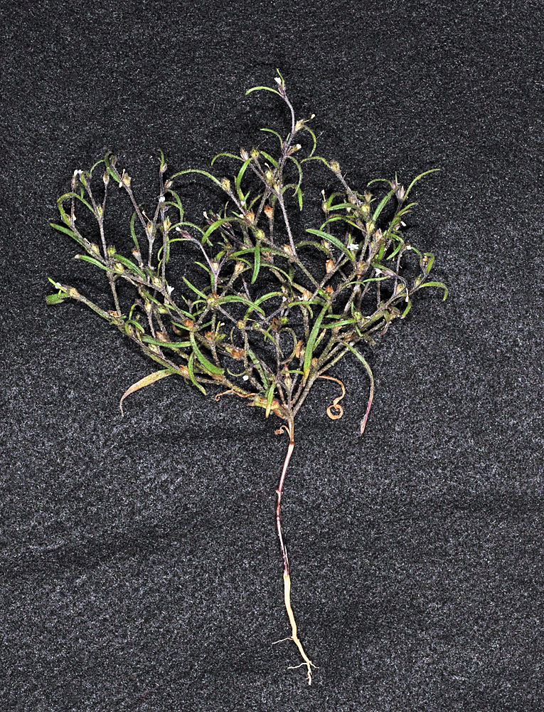 Flora of Eastern Washington Image: Collomia tenella
