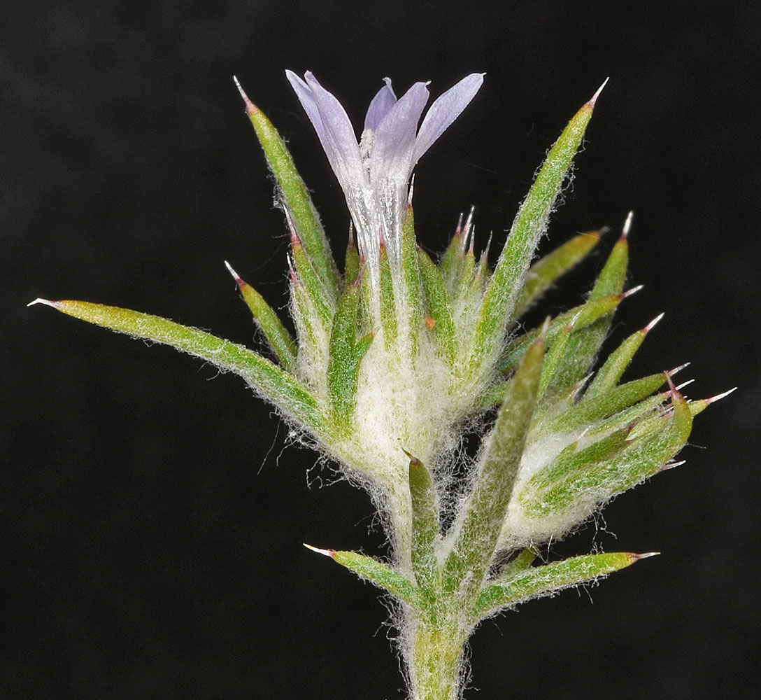 Flora of Eastern Washington Image: Eriastrum wilcoxii
