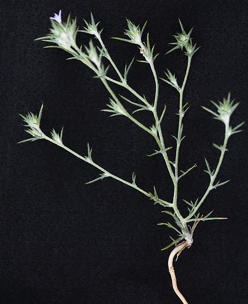 Flora of Eastern Washington Image: Eriastrum wilcoxii