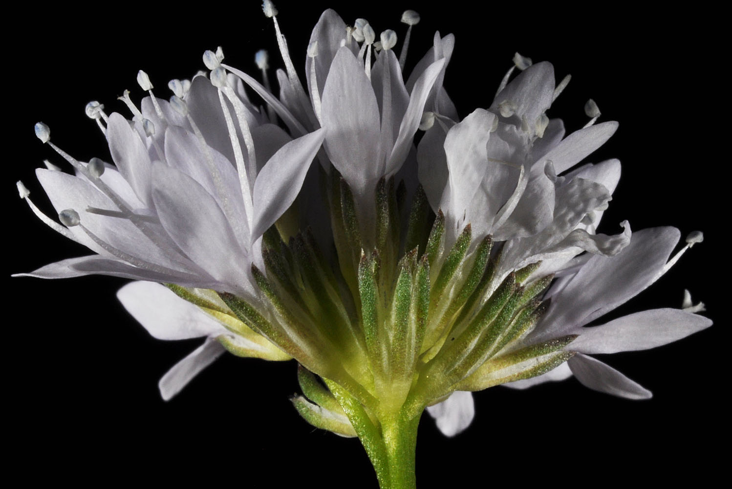 Flora of Eastern Washington Image: Gilia capitata