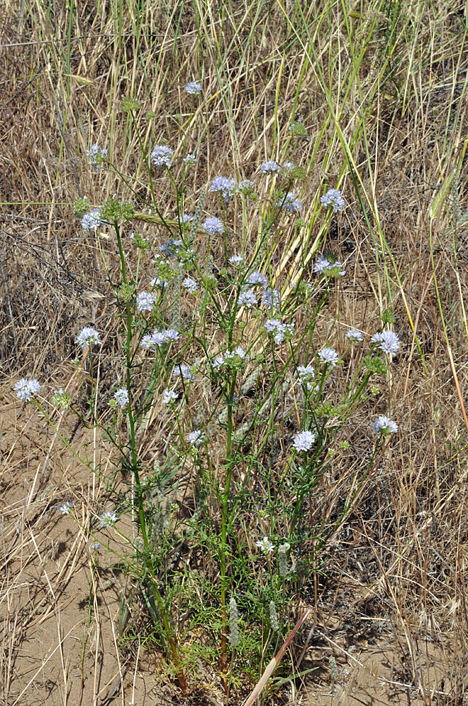 Flora of Eastern Washington Image: Gilia capitata