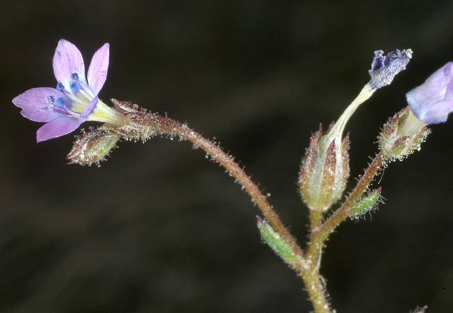 Flora of Eastern Washington Image: Gilia inconspicua