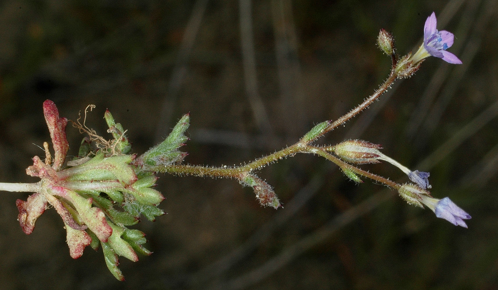 Flora of Eastern Washington Image: Gilia inconspicua