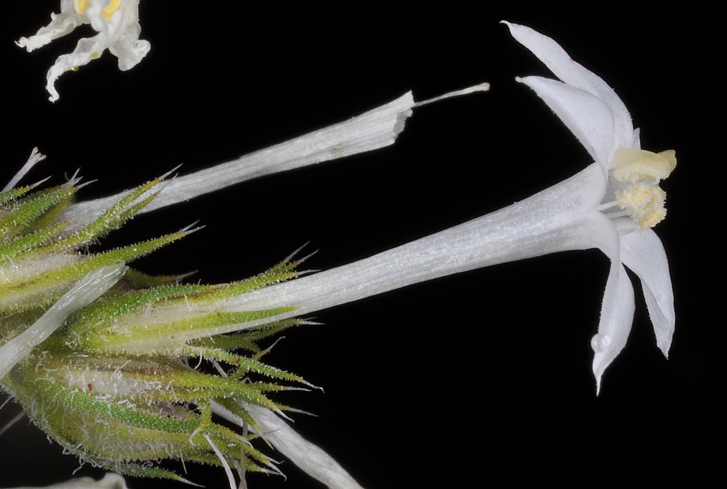 Flora of Eastern Washington Image: Ipomopsis aggregata