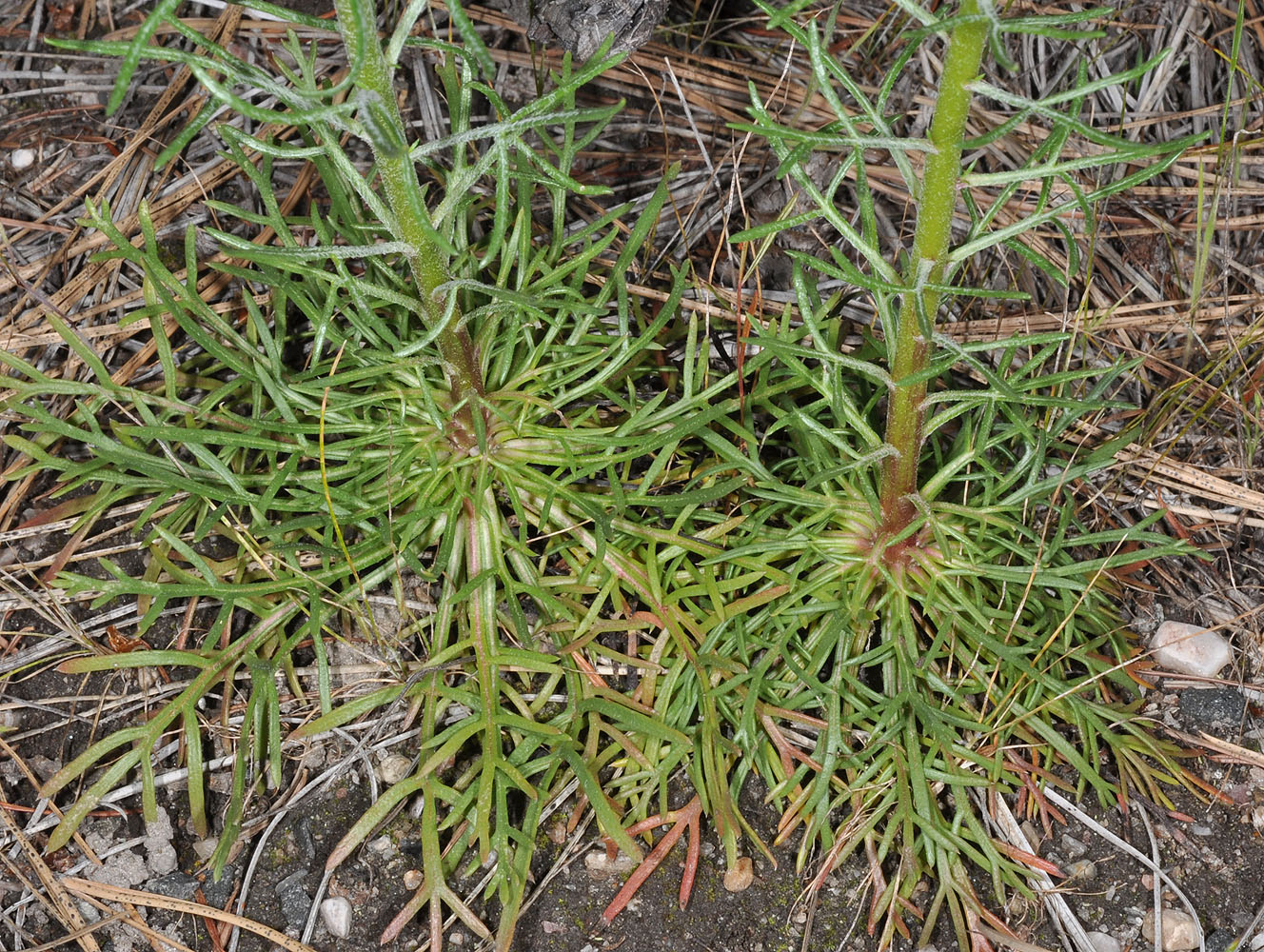 Flora of Eastern Washington Image: Ipomopsis aggregata