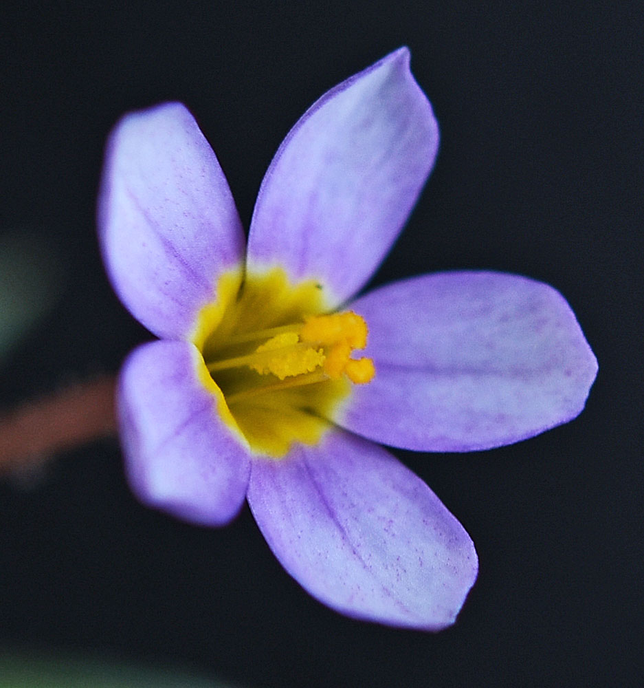 Flora of Eastern Washington Image: Leptosiphon bicolor