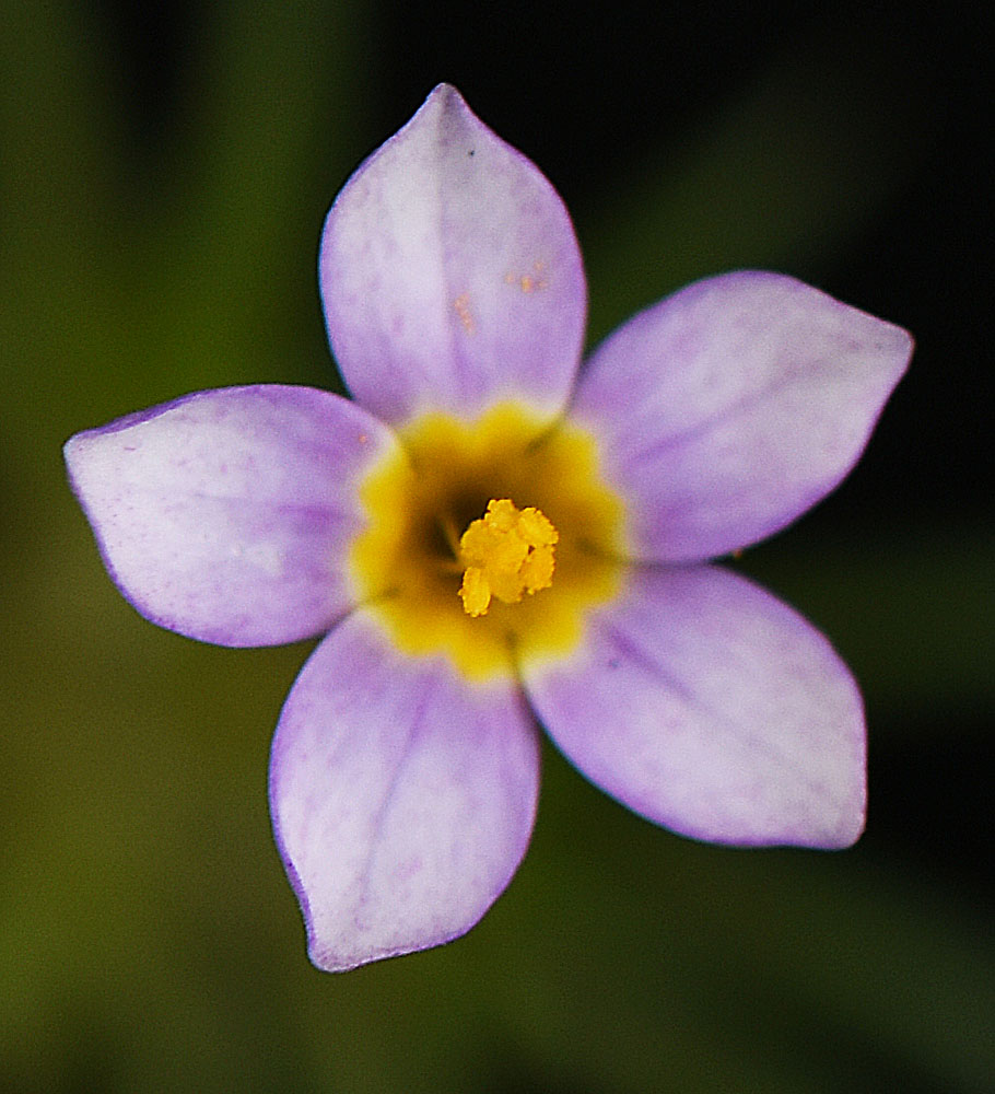Flora of Eastern Washington Image: Leptosiphon bicolor