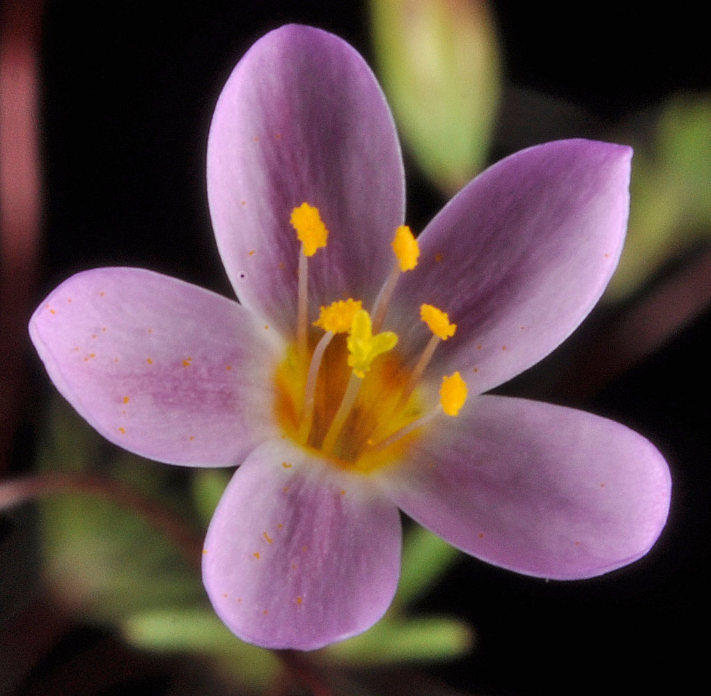 Flora of Eastern Washington Image: Leptosiphon bolanderi
