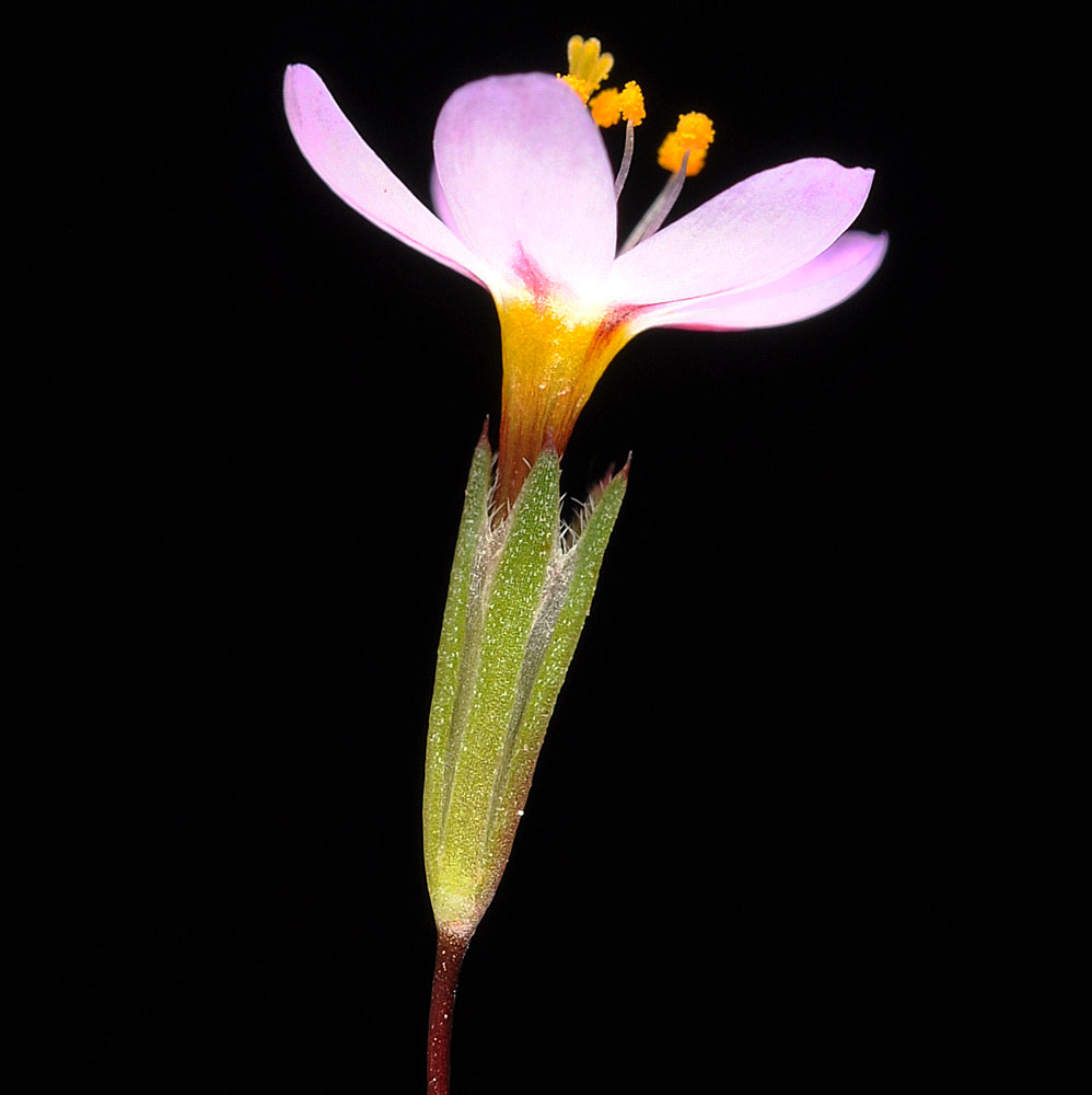 Flora of Eastern Washington Image: Leptosiphon bolanderi